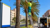 Badajoz refuerza el tratamiento de más de 700 palmeras contra el picudo rojo