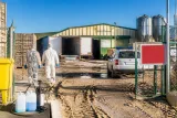 Detectado un nuevo foco de la enfermedad de Newcastle en Íscar; ya son 14 explotaciones afectadas