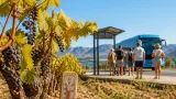 El calor extremo reduce expectativas de la vendimia y dispara la demanda del bus a la costa