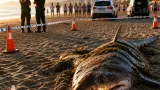 Encuentran el cadáver de un gran pez cartilaginoso en la orilla de una playa de El Campello