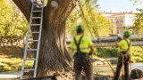 Huesca refuerza el Pino del Isuela con nueva cirugía arbórea para preservar el ejemplar
