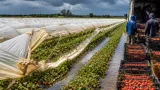 La campaña de frutos rojos reduce su cosecha y exportaciones en Huelva tras las borrascas