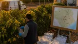 La clorosis en cítricos suma 73 positivos y preocupa a 16 municipios de la Región