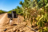 La ola de calor acelera la araña roja y complica la campaña de cítricos en Castellón