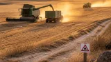 Las altas temperaturas dejan al cultivo de cereal en Segovia al borde de la viabilidad