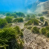 El calentamiento marino fragiliza la Posidonia, la infraestructura natural del Mediterráneo