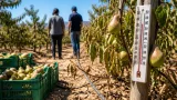 Olas de calor dejan al 80% de la pera Conference de Lleida con estrés hídrico y pérdida de calibre