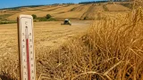 Segovia: las olas de calor dejan pérdidas severas en el cultivo de cereal