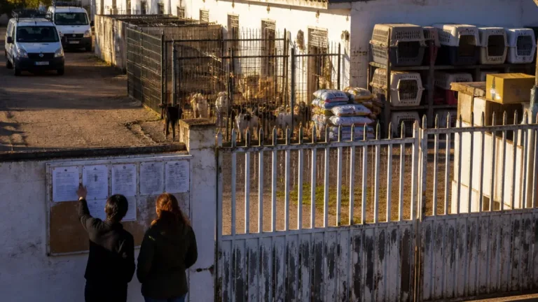 Badajoz exige respuestas por las carencias y la saturación en la perrera municipal