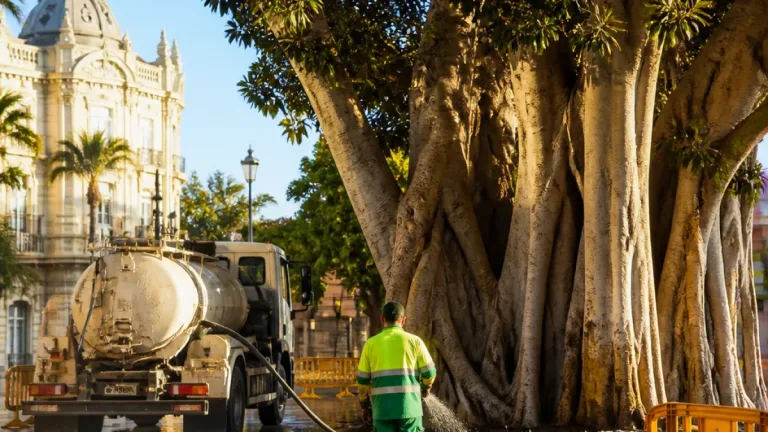 Cartagena activa un plan intensivo de riego para proteger sus ficus monumentales en verano