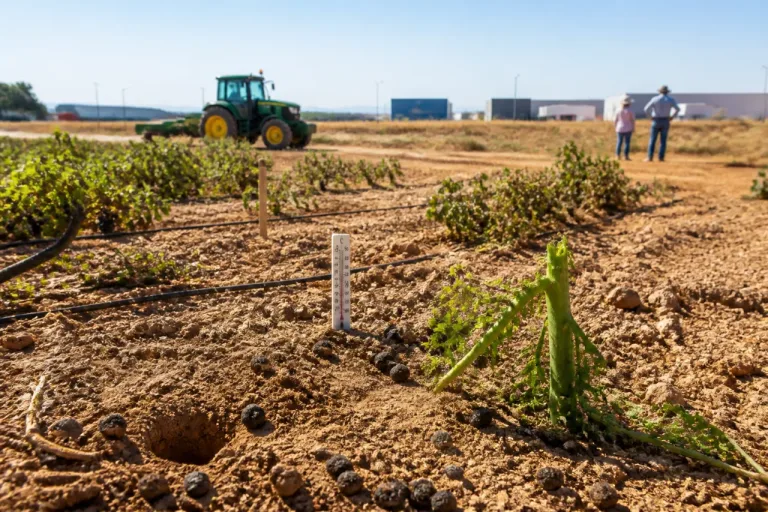 Ciudad Real afronta ola de calor y emergencia agraria por plaga de conejos