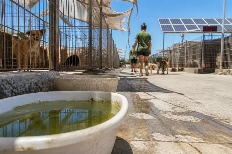 Denuncian en Badajoz deficiencias graves en la protectora municipal durante las olas de calor