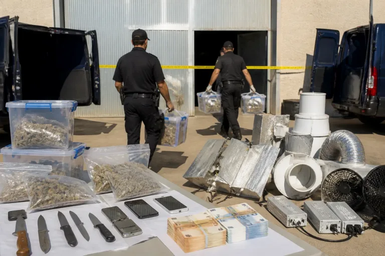 Desmantelan en el Camp de Morvedre una red de tráfico con 12 detenidos y más de 12 kg de marihuana