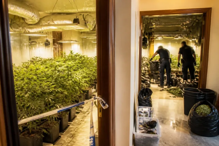 Desmantelan en Granada dos narcopisos con más de 700 plantas y un agente herido