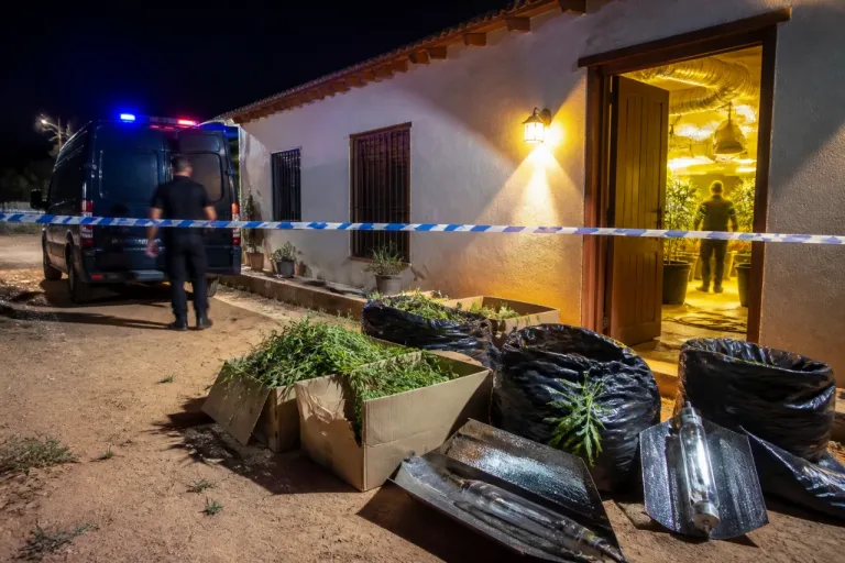 Detenido en una pedanía de Ciudad Real tras hallarse 512 plantas de marihuana