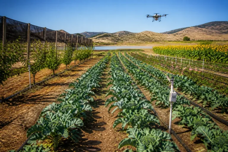 Ensayos agrícolas en Lorca: Purias prueba cultivos ante calor y escasez de agua