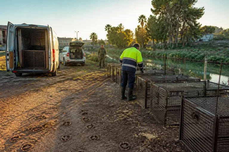 Gandia intensifica el control de jabalíes tras capturar más de 630 ejemplares en un año