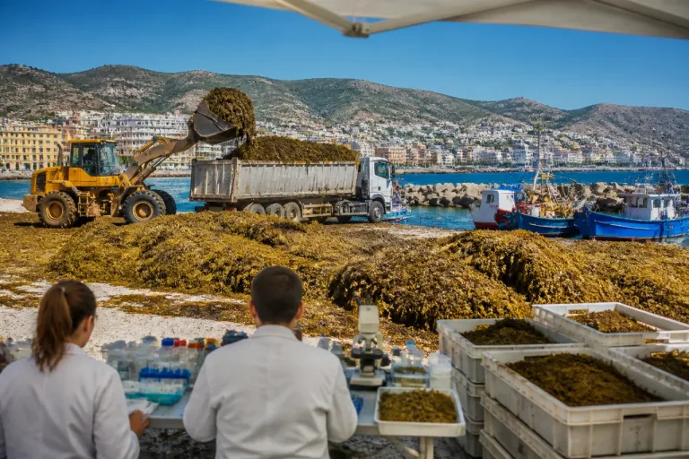 Investigación andaluza propone convertir la plaga de alga de Ceuta en materia prima para acuicultura