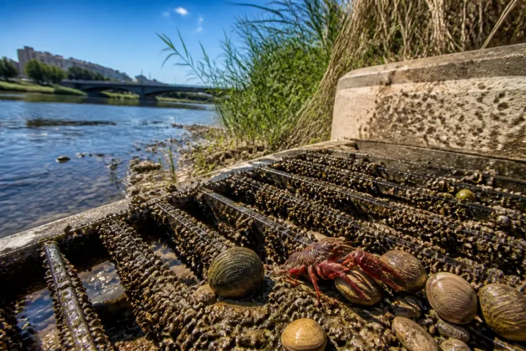 La CHE alerta del avance de especies invasoras en los ríos de Lleida
