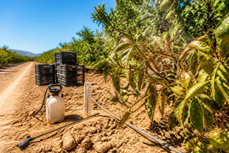 La ola de calor acelera la araña roja y complica la campaña de cítricos en Castellón