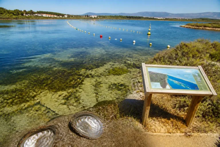 La Comunidad impulsa un plan para salvar la nacra y blinda 28.356 hectáreas marinas