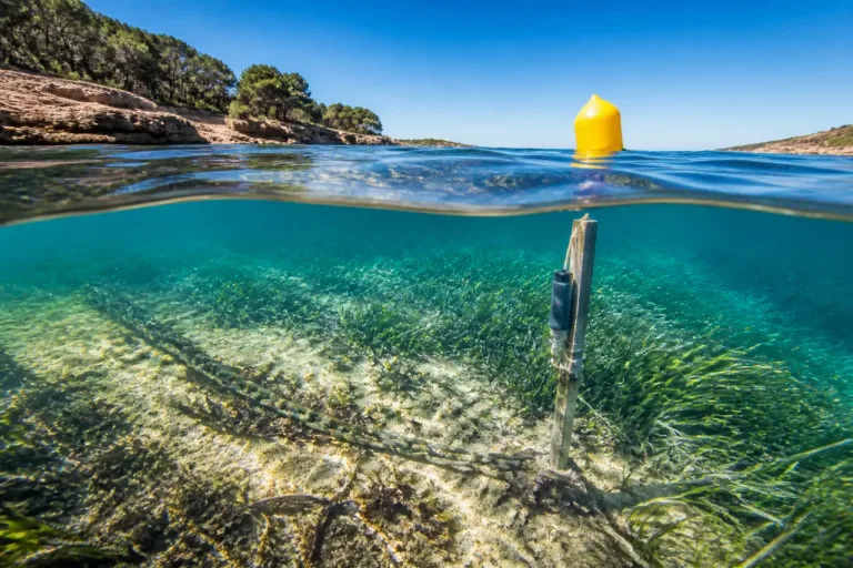 El calor crónico del Mediterráneo reduce hasta un 40% la cobertura de posidonia