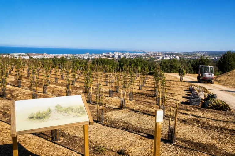 Palma premiada: 'Bosque de la Vida' transformará Son Valentí en nuevo espacio verde