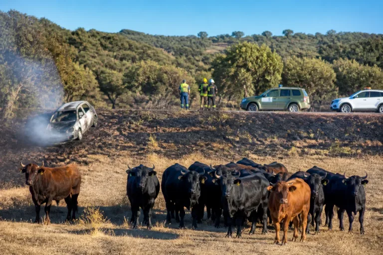 Un coche arde en Calzadilla y las reses evitan que el fuego alcance la dehesa