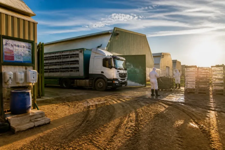Valladolid alcanza 14 focos de Newcastle y suma más de 1,09 millones de aves afectadas